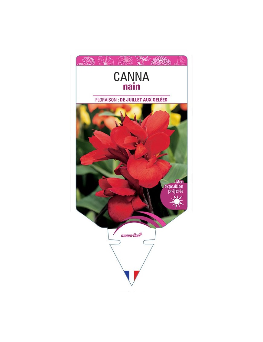 CANNA NAIN (ROUGE)