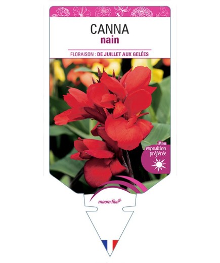 CANNA NAIN (ROUGE)