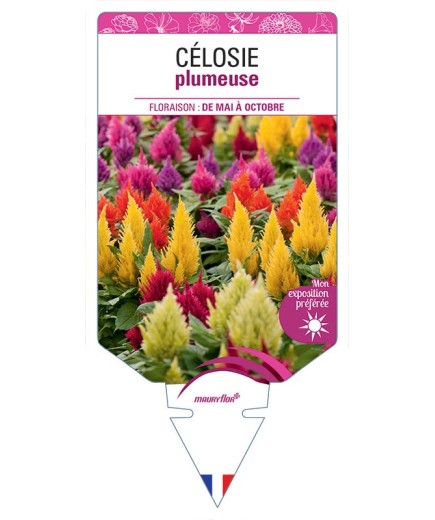 CÉLOSIE PLUMEUSE