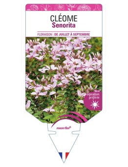 CLÉOME SENORITA