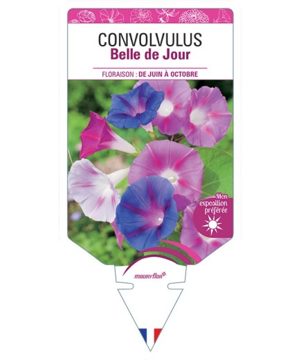 CONVOLVULUS - BELLE DE JOUR (VARIÉ)