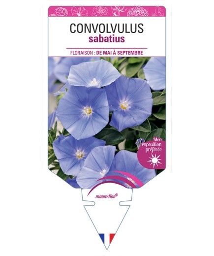 CONVOLVULUS SABATIUS