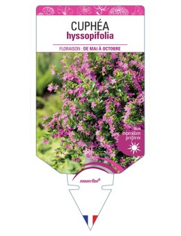 CUPHÉA HYSSOPIFOLIA