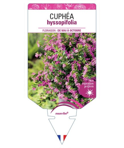 CUPHÉA HYSSOPIFOLIA