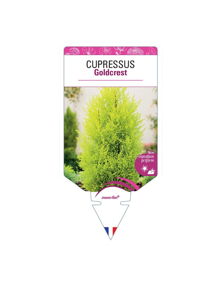 CUPRESSUS GOLDCREST