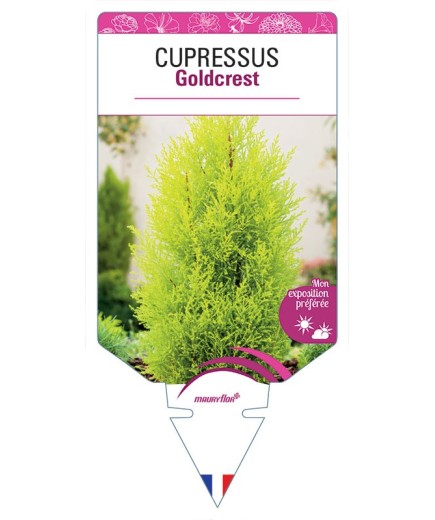 CUPRESSUS GOLDCREST