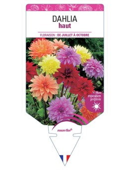 DAHLIA HAUT
