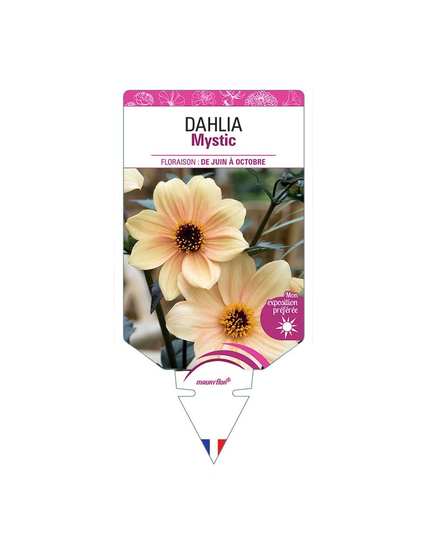 DAHLIA MYSTIC