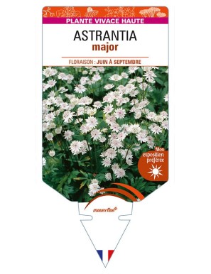 ASTRANTIA major