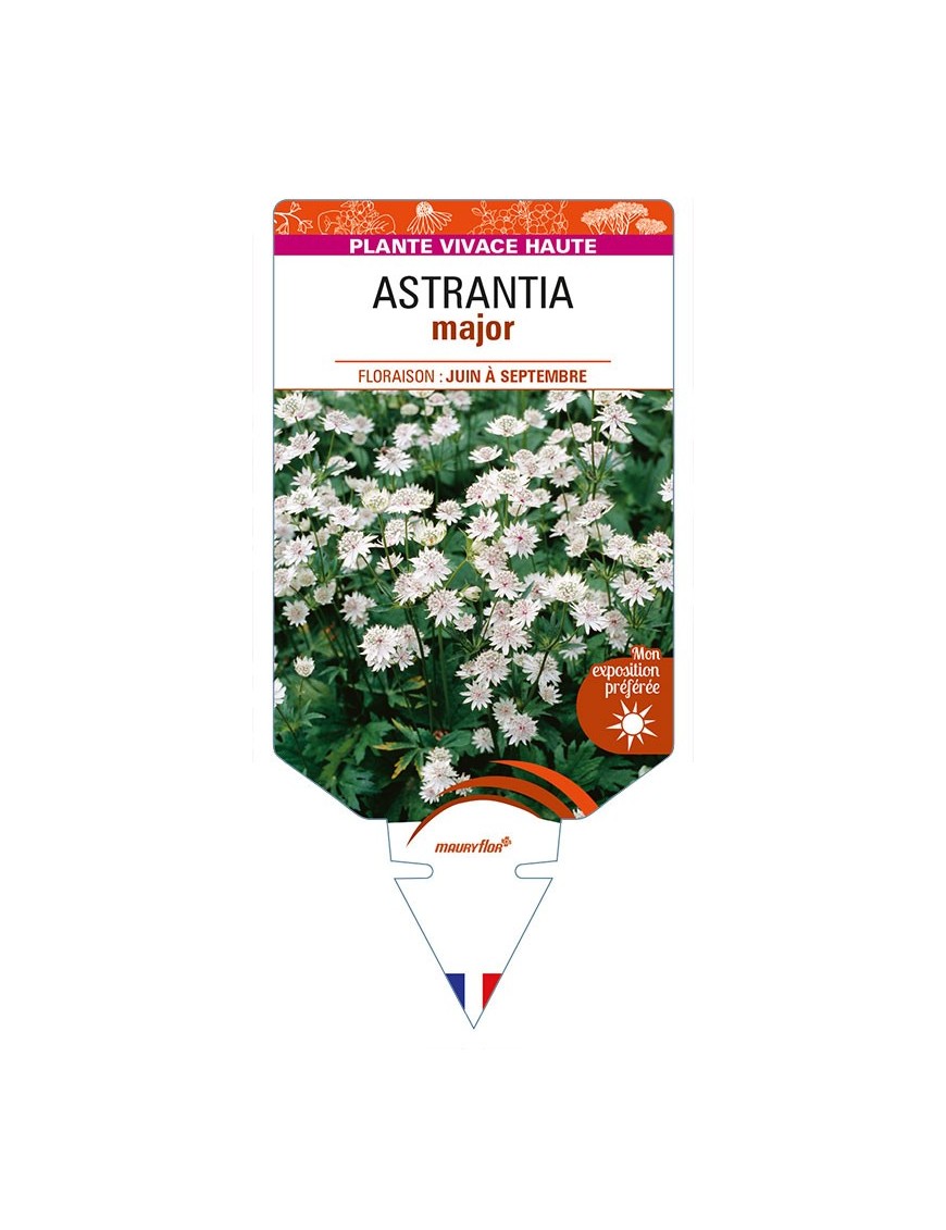ASTRANTIA major