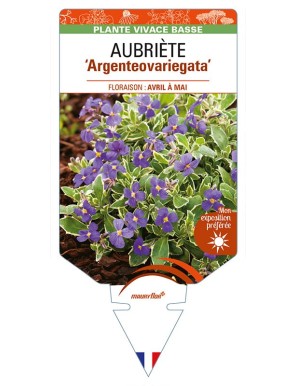 AUBRIETA 'Argenteovariegata'
