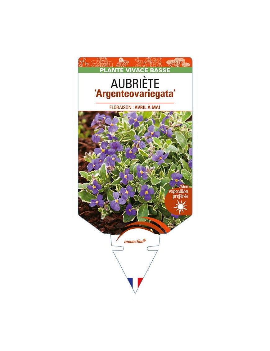AUBRIETA 'Argenteovariegata'