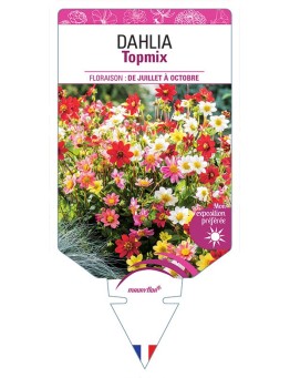 DAHLIA TOPMIX (VARIÉ)