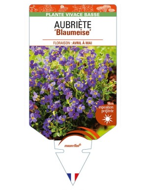 AUBRIETA 'Blaumeise'