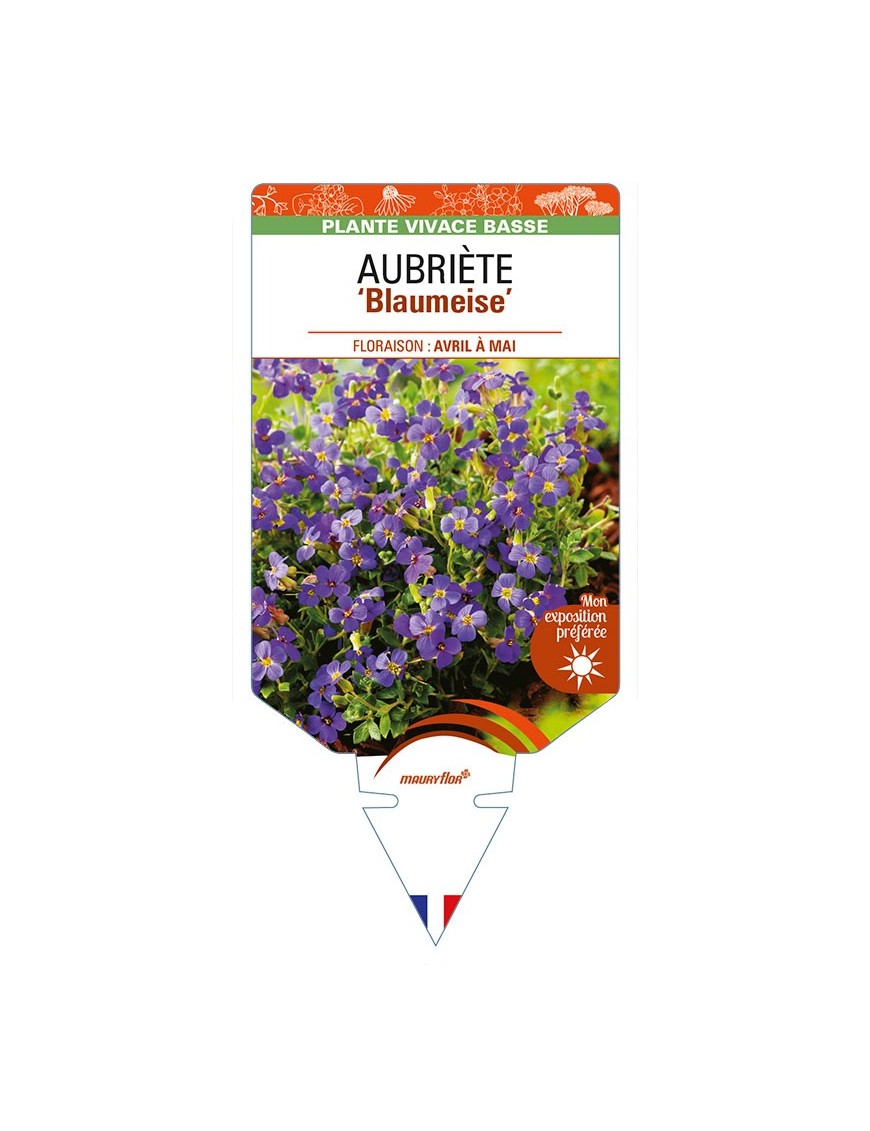 AUBRIETA 'Blaumeise'