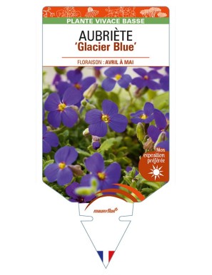 AUBRIETA 'Glacier Blue'