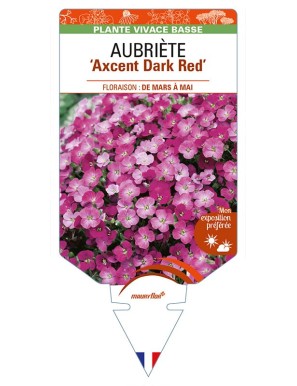 AUBRIETA ‘Axcent Dark Red'