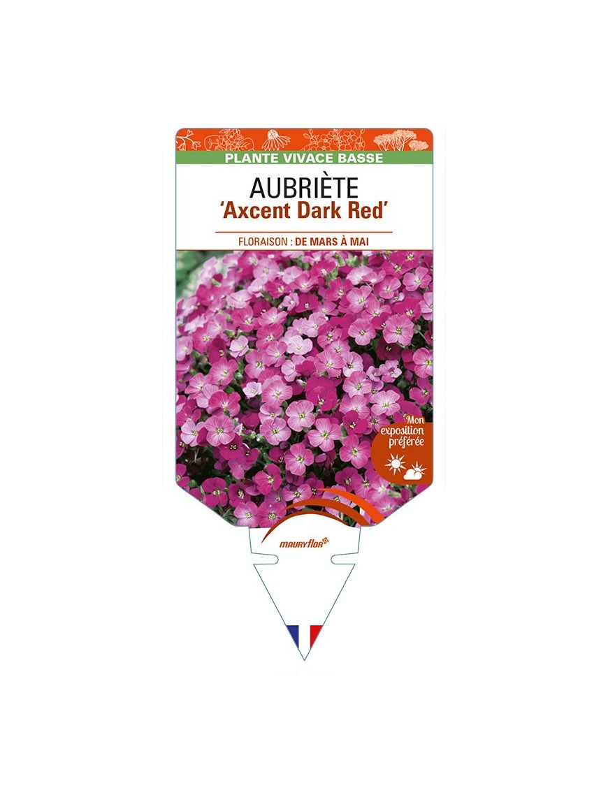 AUBRIETA ‘Axcent Dark Red'