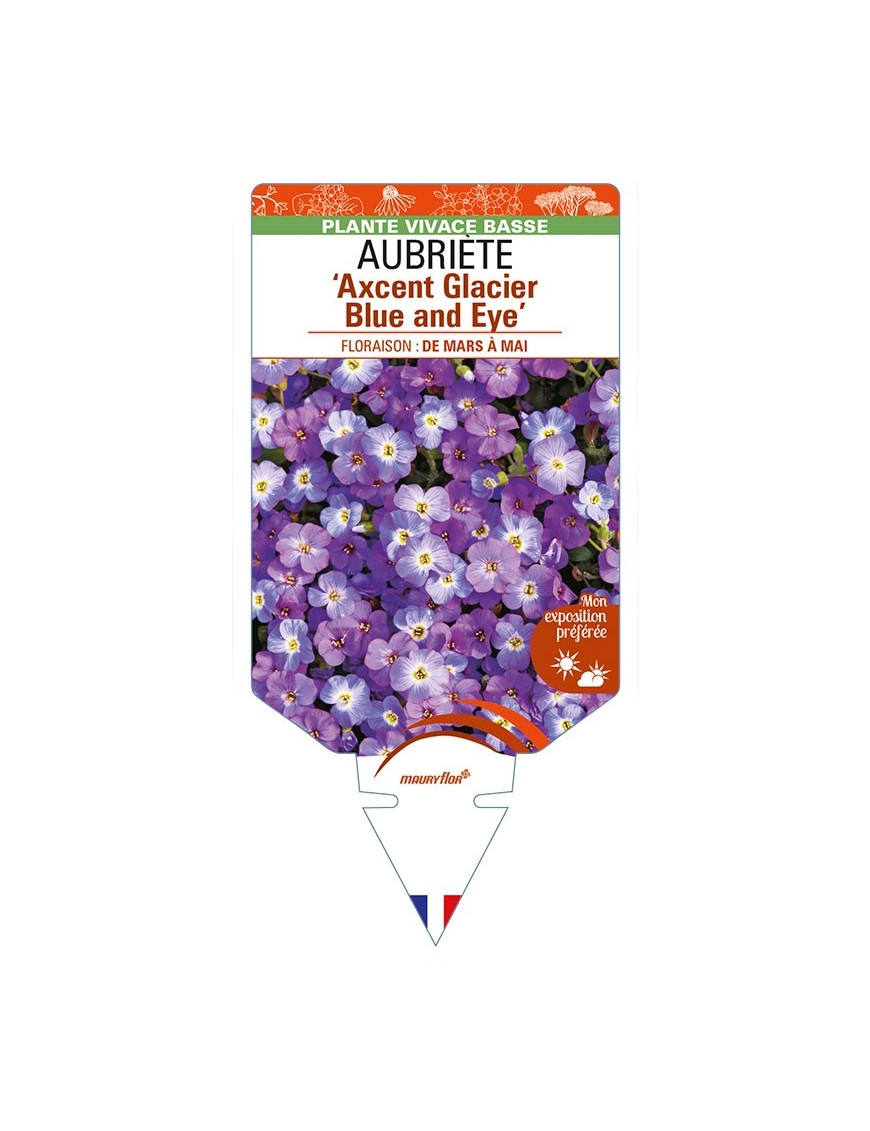 AUBRIETA ‘Axcent Glacier Blue and Eye'