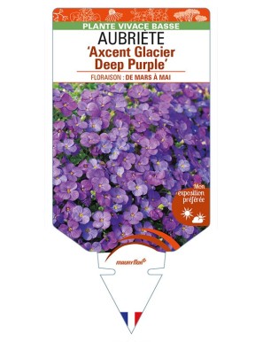 AUBRIETA ‘Axcent Glacier Deep Purple'