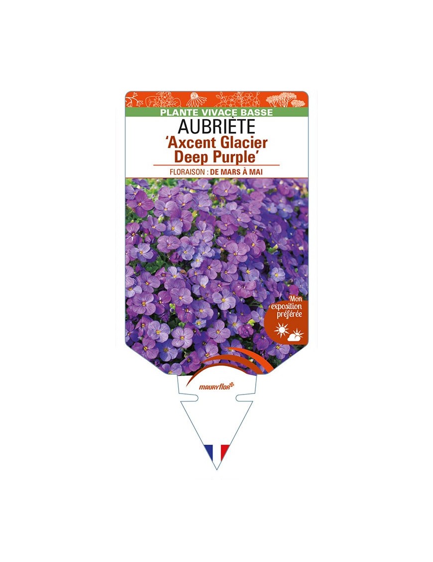 AUBRIETA ‘Axcent Glacier Deep Purple'