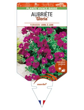 AUBRIETA ‘Gloria’