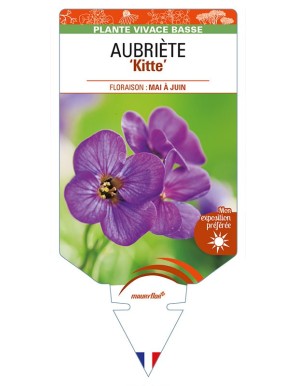 AUBRIETA ‘Kitte’