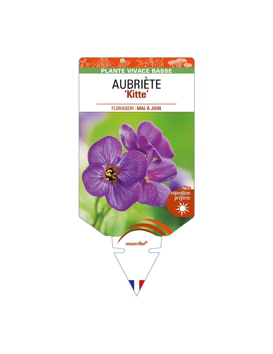 AUBRIETA ‘Kitte’
