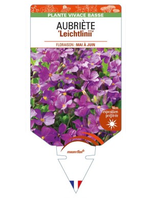 AUBRIETA ‘Leichtlinii’