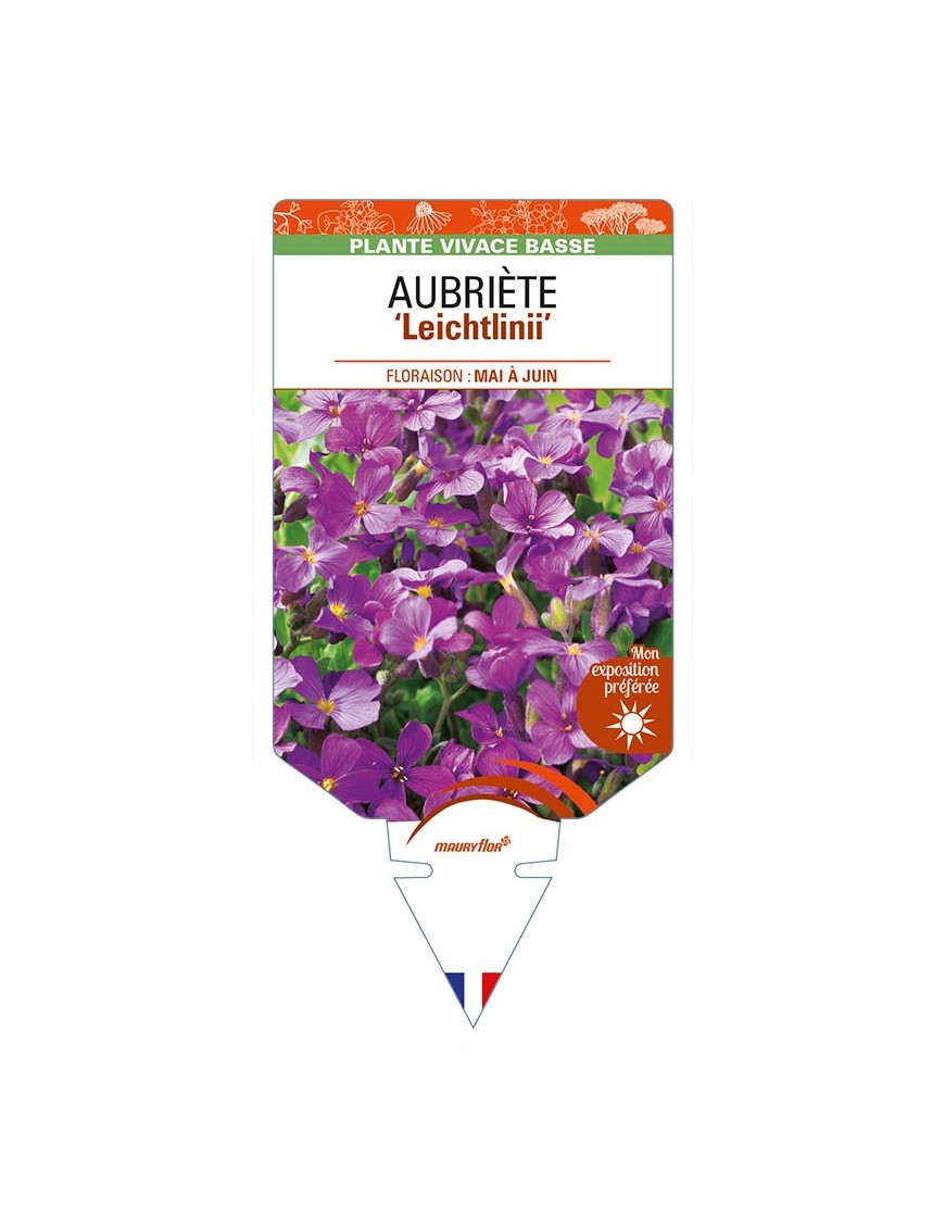 AUBRIETA ‘Leichtlinii’