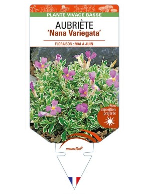 AUBRIETA ‘Nana Variegata’