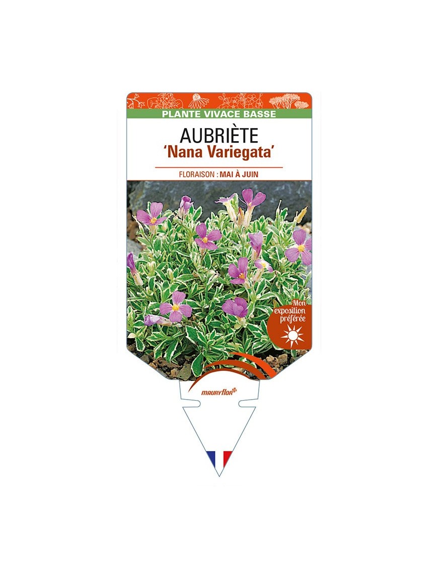 AUBRIETA ‘Nana Variegata’