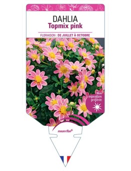 DAHLIA TOPMIX PINK