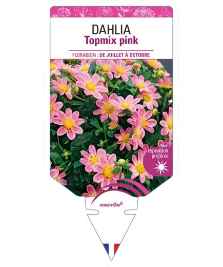 DAHLIA TOPMIX PINK