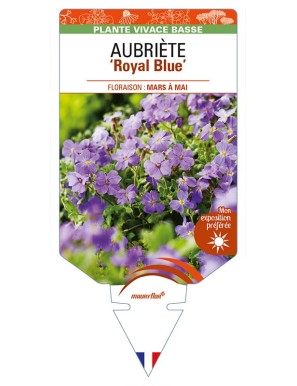 AUBRIETA ‘Royal Blue’