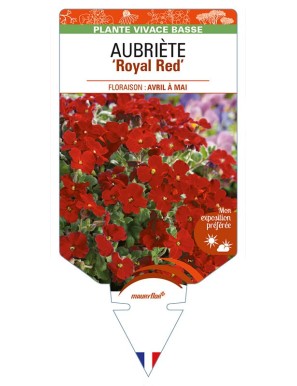 AUBRIETA ‘Royal Red’