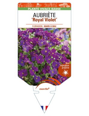 AUBRIETA ‘Royal Violet’