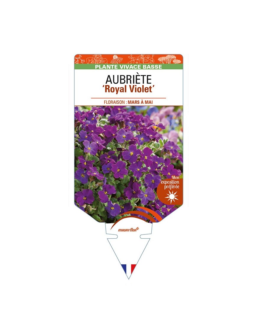 AUBRIETA ‘Royal Violet’