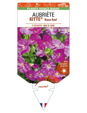AUBRIETA (gracilis) KITTE® 'Rose Red'