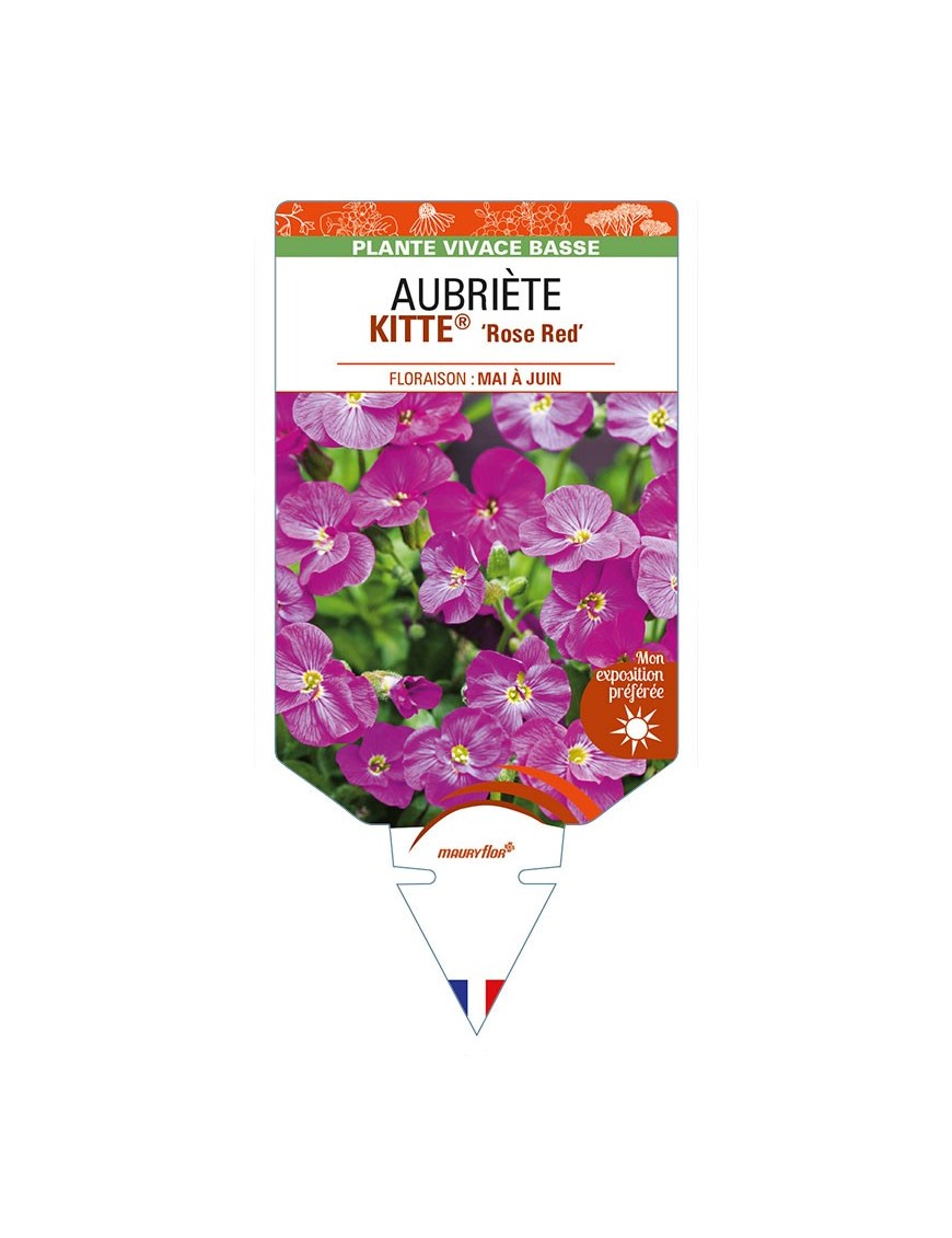 AUBRIETA (gracilis) KITTE® 'Rose Red'