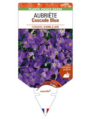 AUBRIETA Cascade Blue