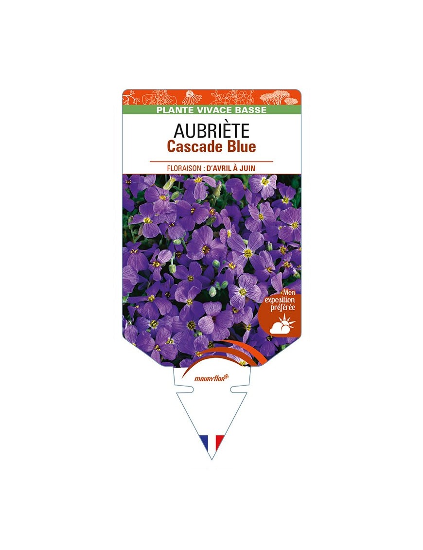 AUBRIETA Cascade Blue