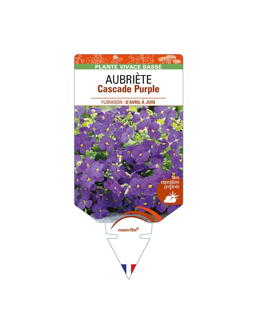 AUBRIETA Cascade Purple