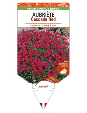 AUBRIETA Cascade Red