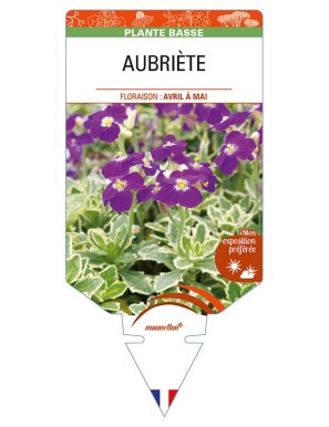 AUBRIETA Deep Purple
