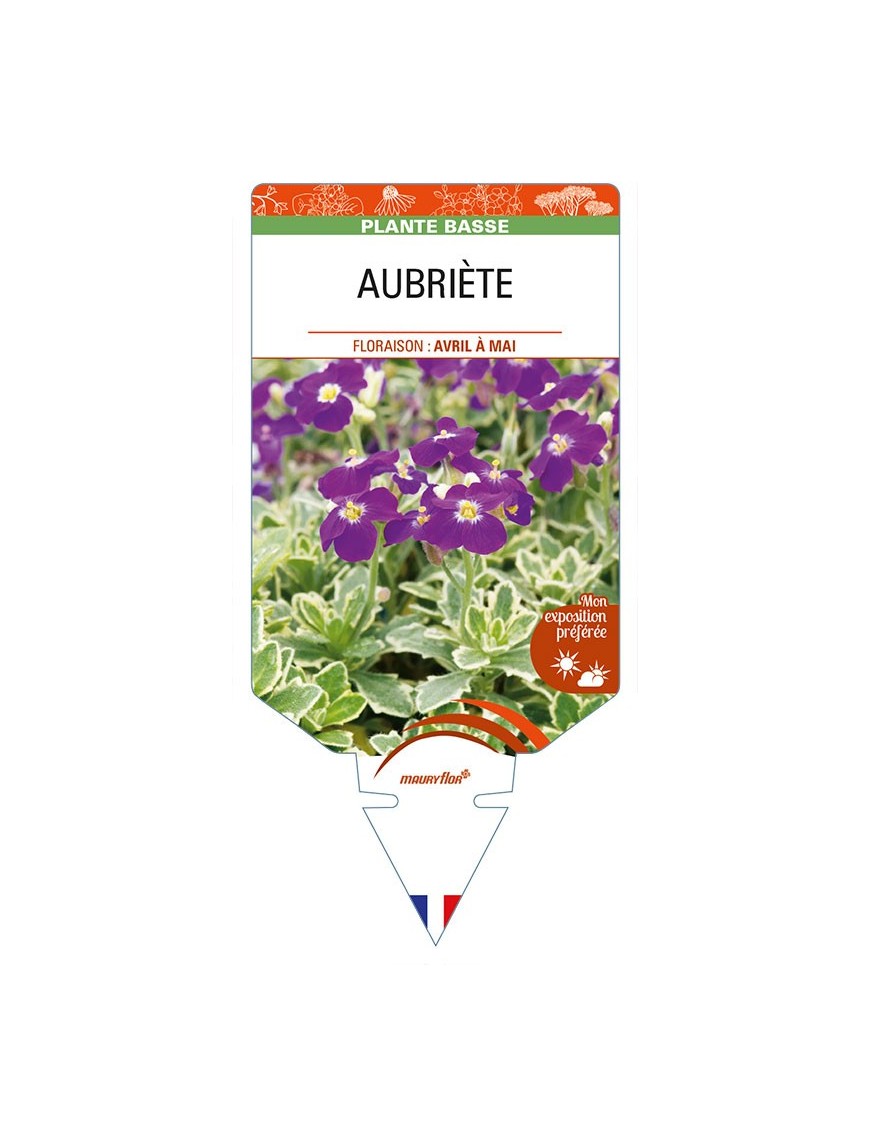 AUBRIETA Deep Purple