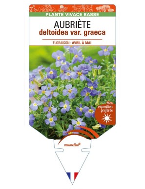 AUBRIETA deltoidea var. graeca
