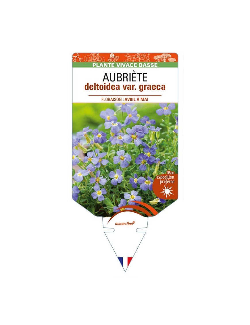 AUBRIETA deltoidea var. graeca