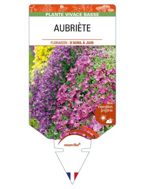 AUBRIÈTE (variée)
