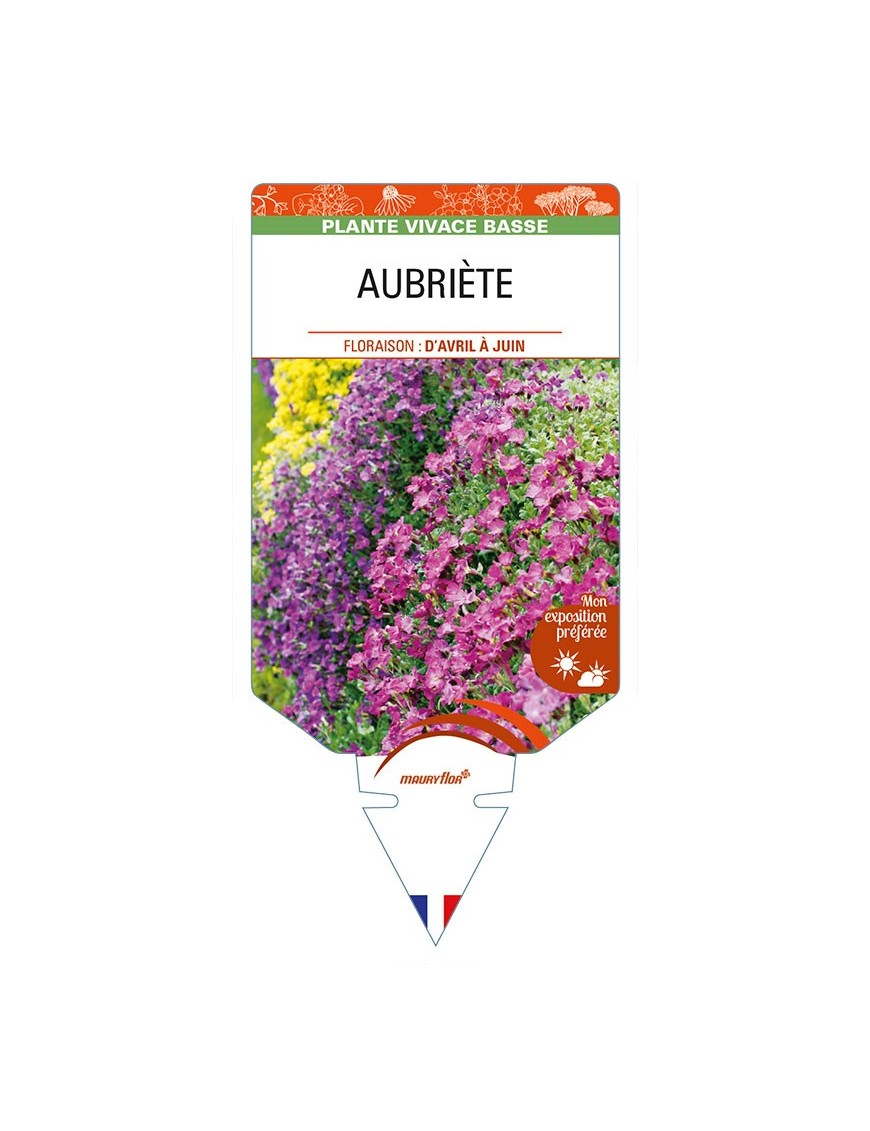 AUBRIÈTE (variée)